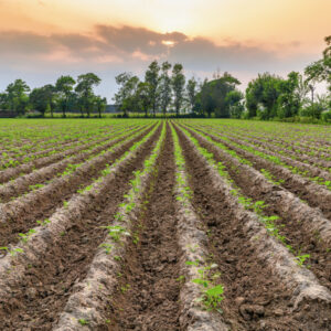 AP-0001 — Agricultural Property in Balichak